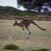 Klokan obrovsky - Macropus giganteus - Eastern Grey Kangaroo o8537